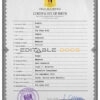 Authentic Syria Birth Certificate Template | Customize and Download Online